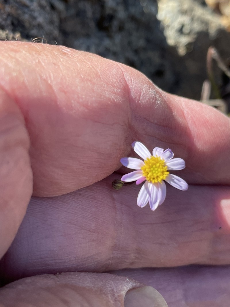 Serpentine Erigeron photo 3