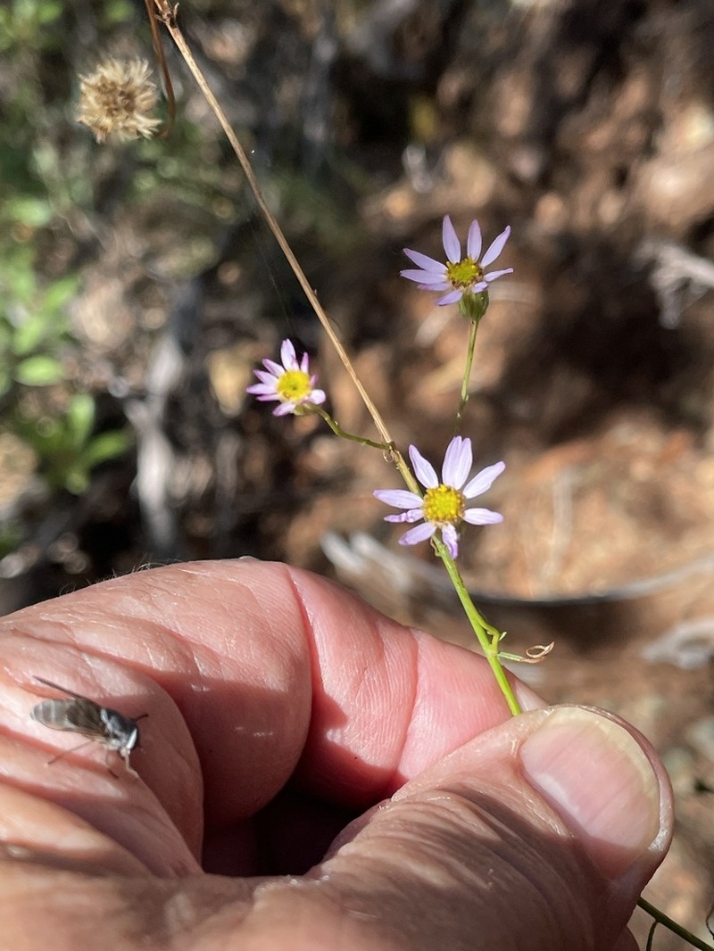 Serpentine Erigeron photo 4