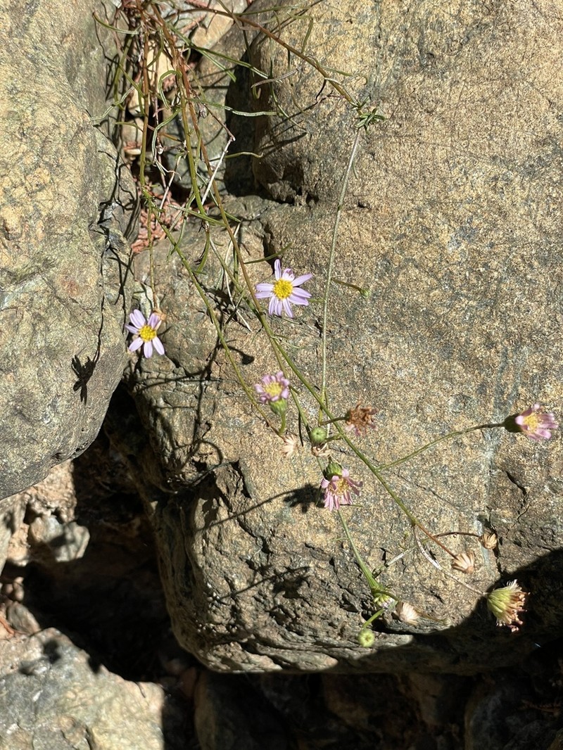 Serpentine Erigeron photo 5
