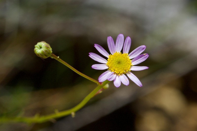 Serpentine Erigeron photo 6