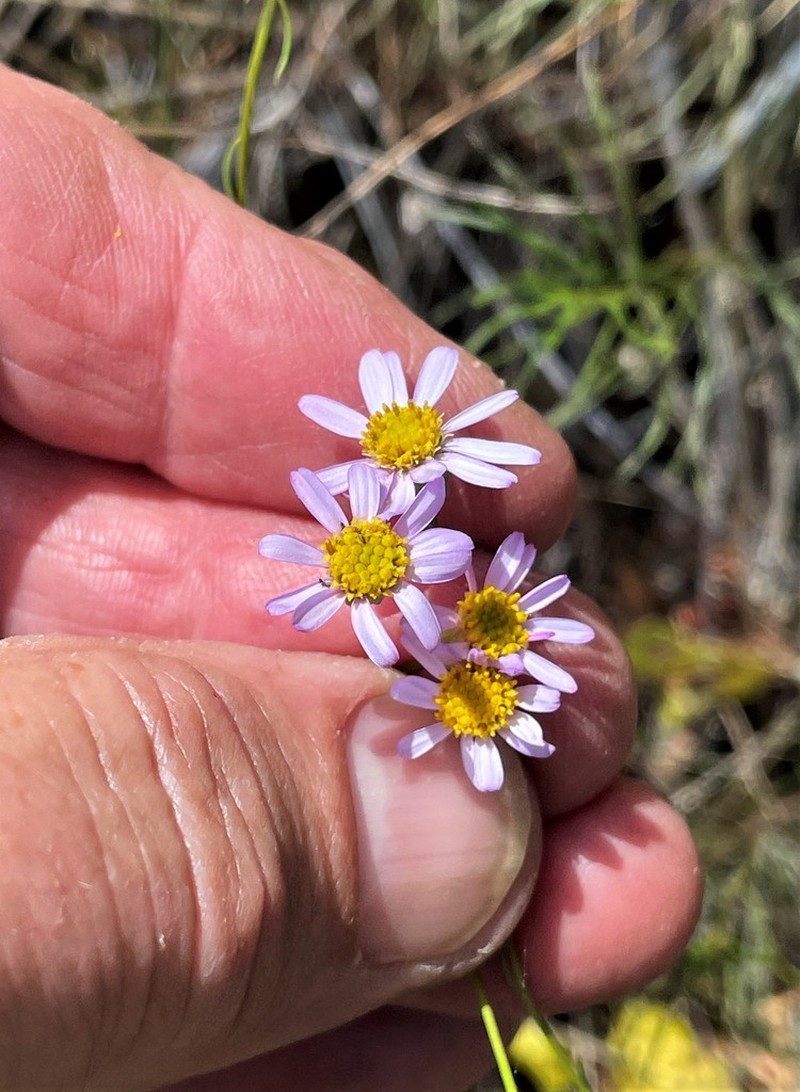 Serpentine Erigeron photo 7