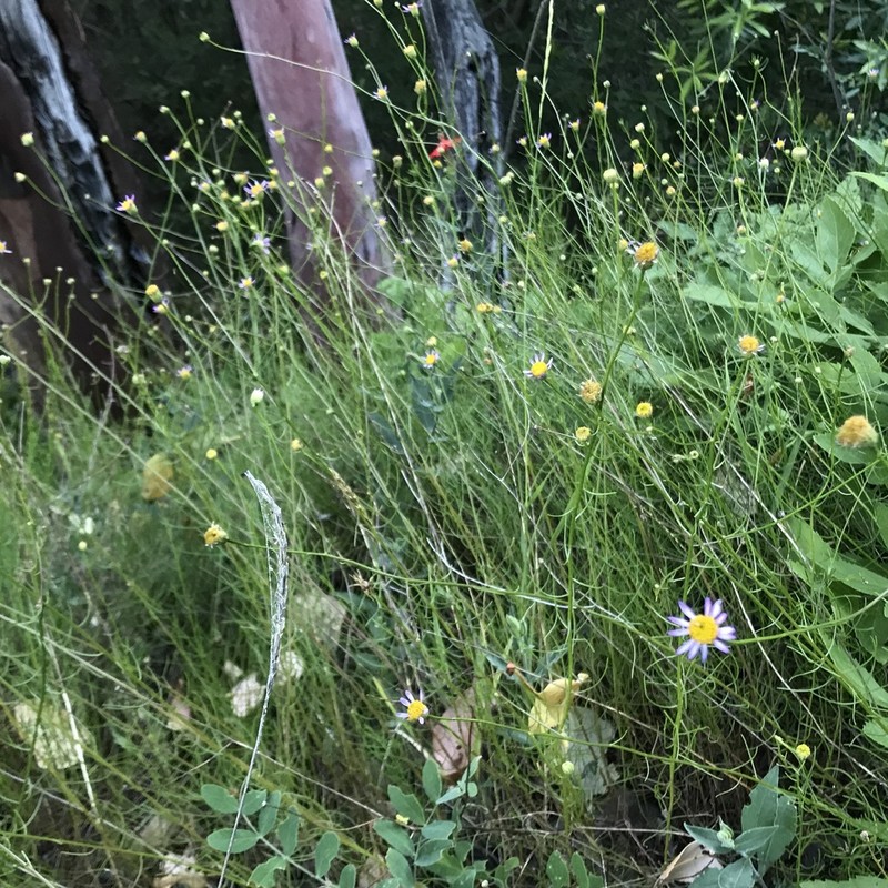 Serpentine Erigeron photo 8