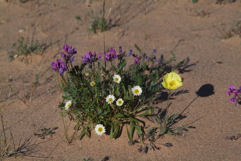 Erigeron silenifolius photo 2