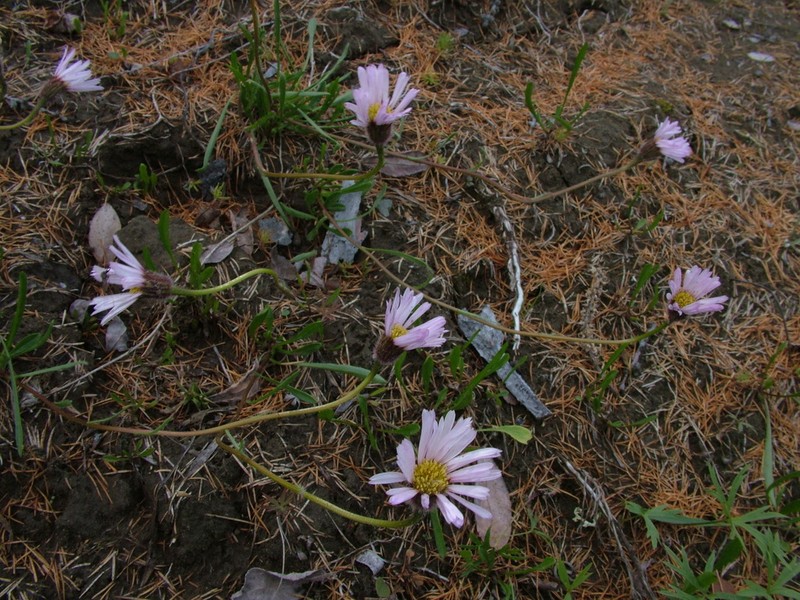 Erigeron silenifolius photo 3