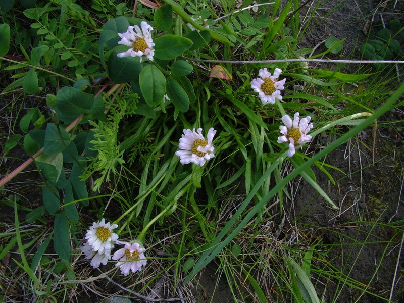 Erigeron silenifolius photo 4