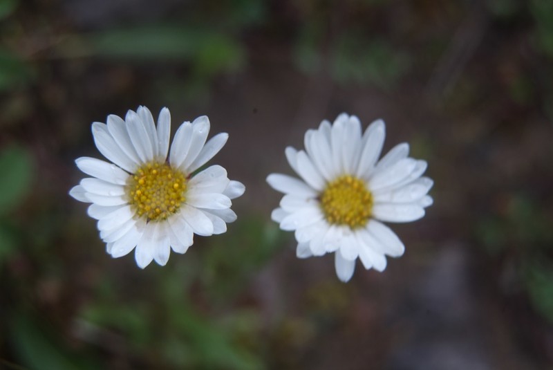 Erigeron silenifolius photo 5