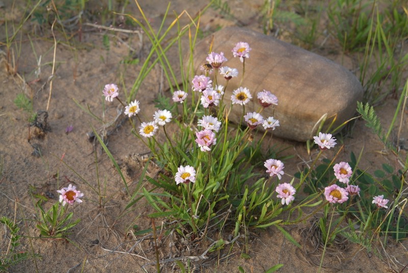 Erigeron silenifolius photo 6