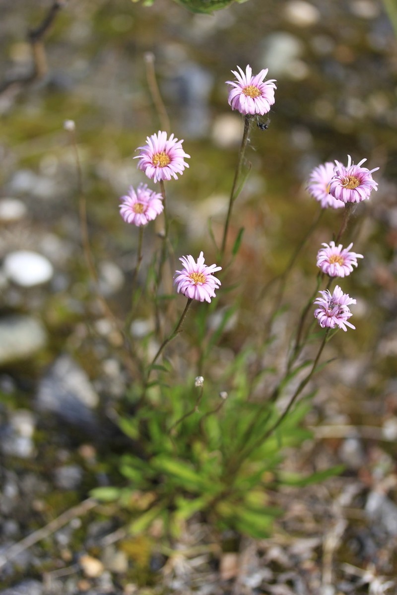 Erigeron silenifolius photo 7