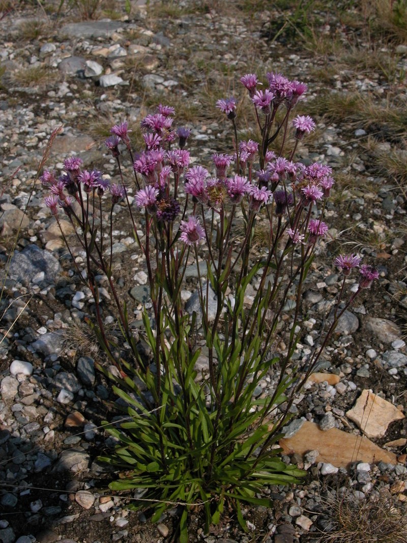 Erigeron silenifolius photo 8
