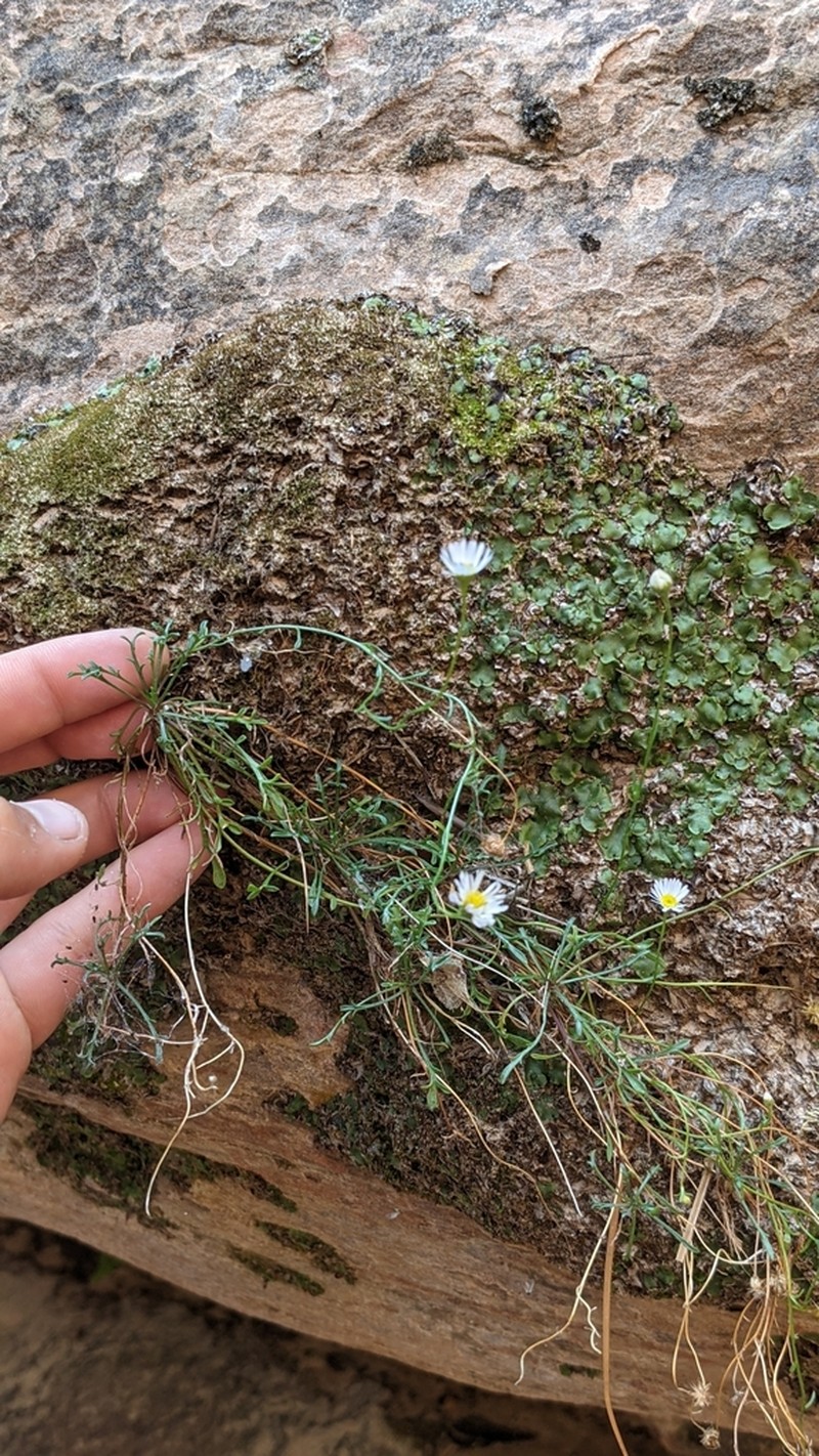 Zion Fleabane