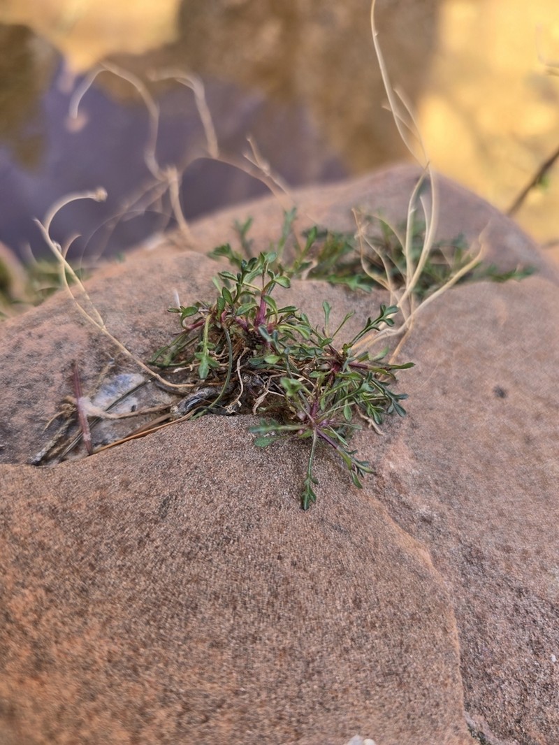 Zion Fleabane photo 2