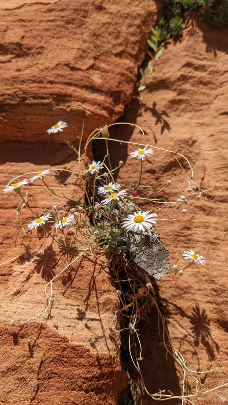 Zion Fleabane photo 3