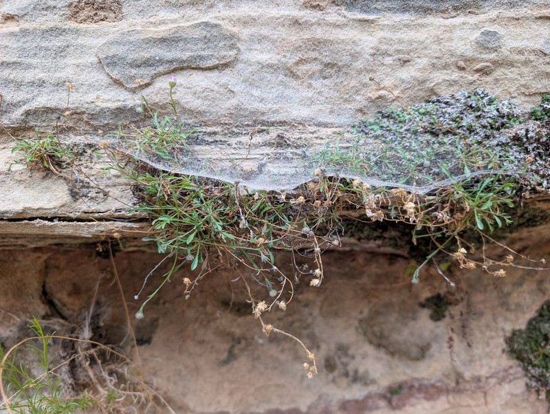 Zion Fleabane photo 5