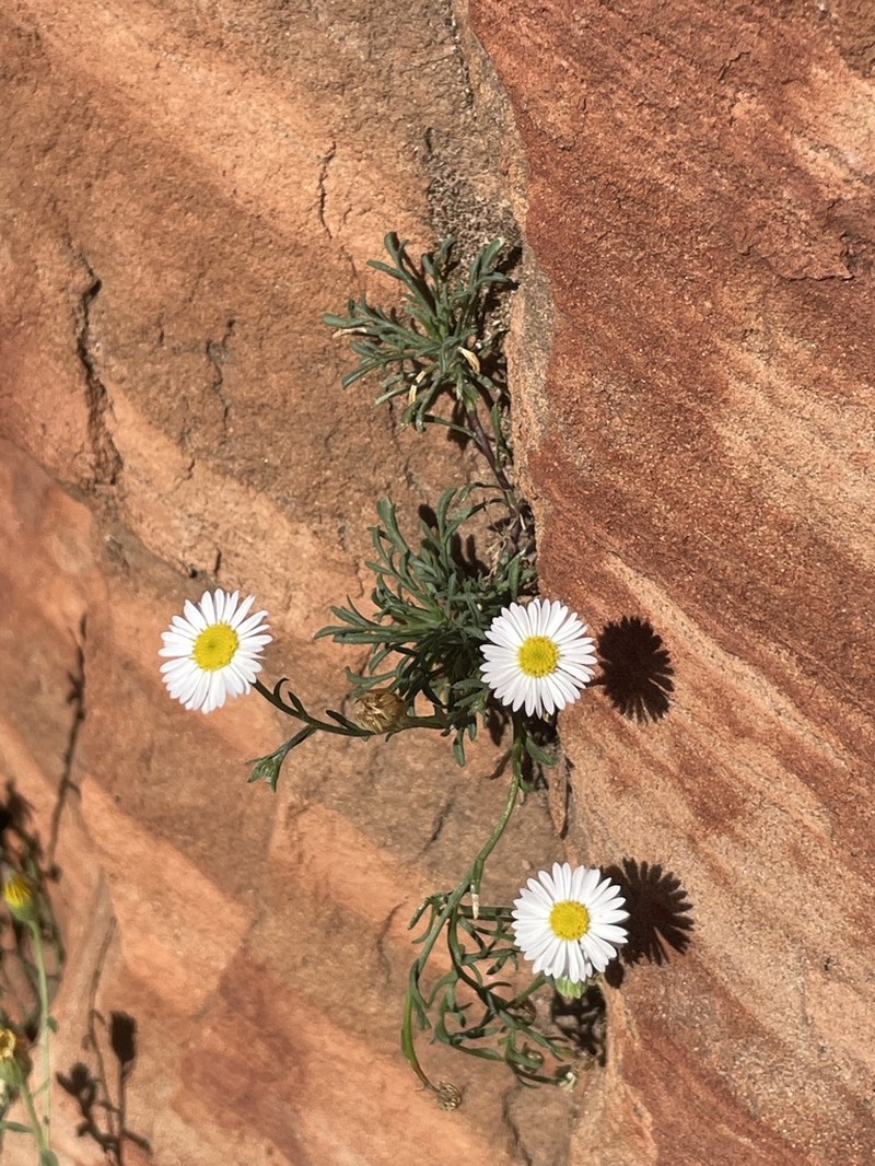 Zion Fleabane photo 6