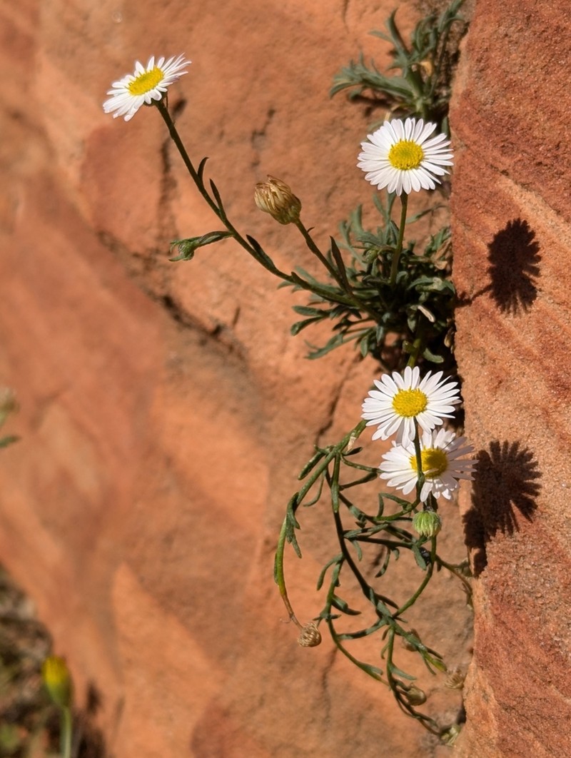 Zion Fleabane photo 7