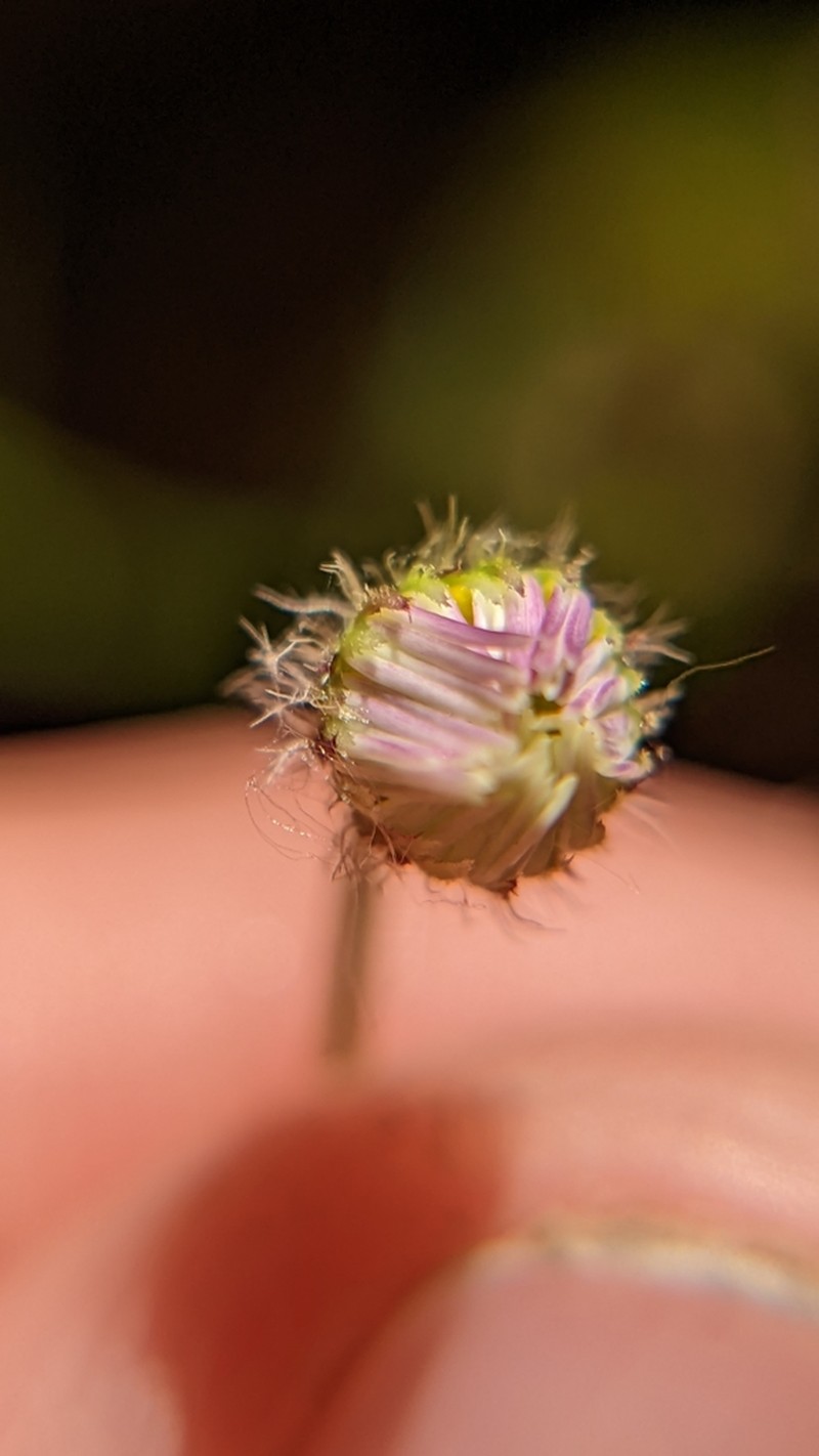 Zion Fleabane photo 8