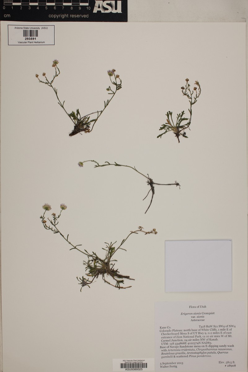 Erigeron sionis var. sionis photo 6