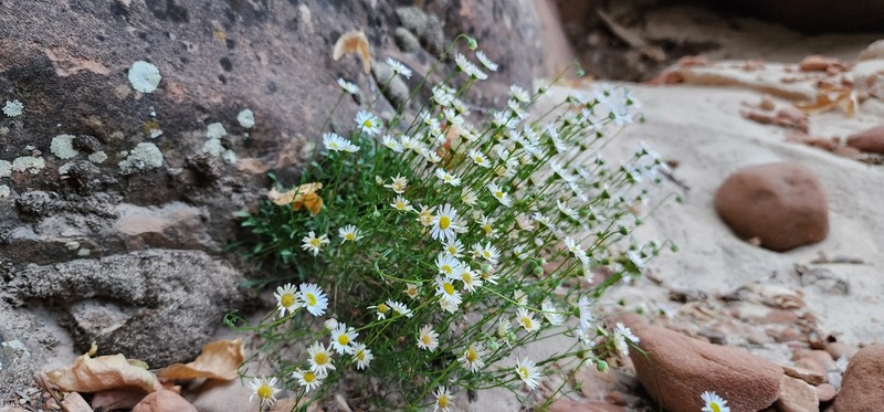 Erigeron sionis var. sionis photo 2