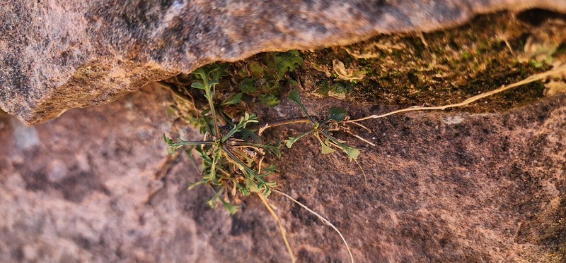 Erigeron sionis var. sionis photo 3