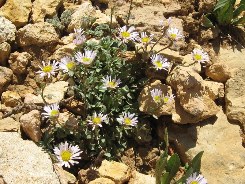 Professor's Fleabane