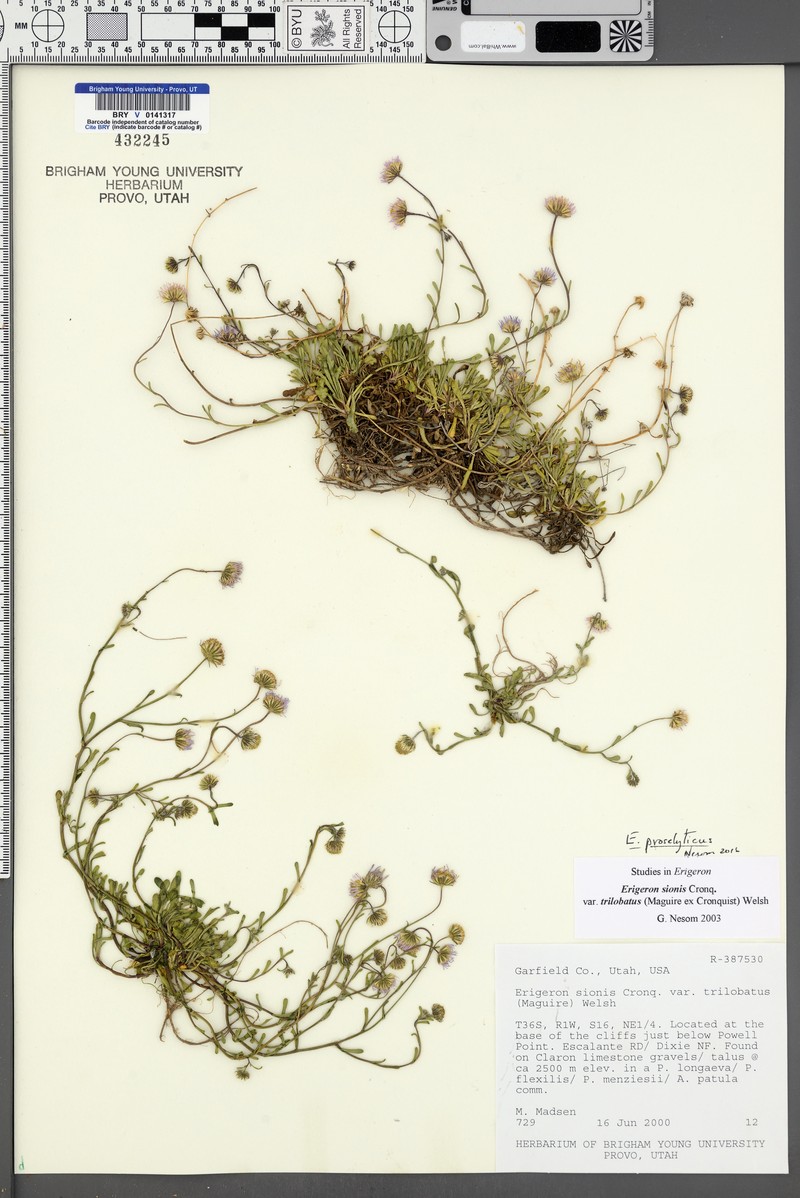 Professor's Fleabane photo 2