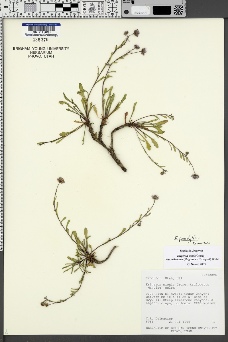 Professor's Fleabane photo 3