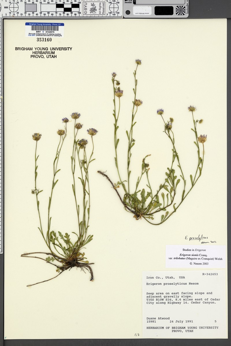 Professor's Fleabane photo 4