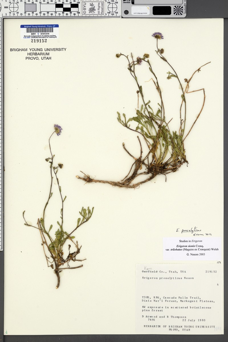 Professor's Fleabane photo 5