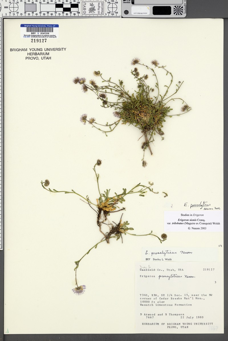 Professor's Fleabane photo 6
