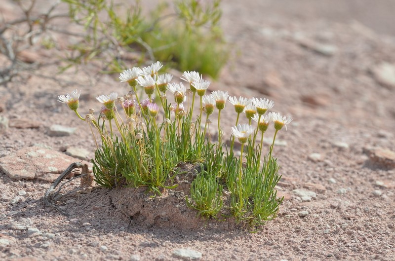Sivinsk's Erigeron