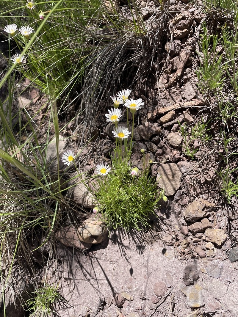 Sivinsk's Erigeron photo 2