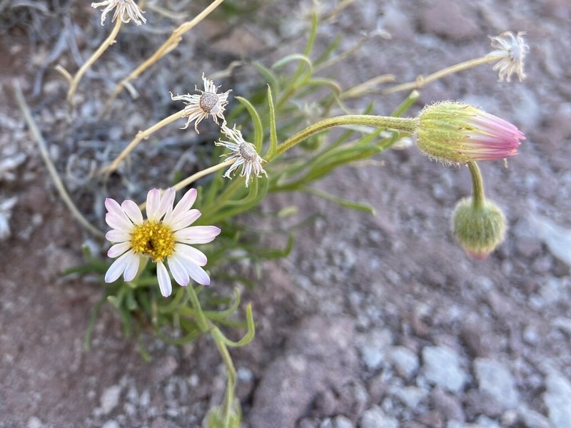 Sivinsk's Erigeron photo 3