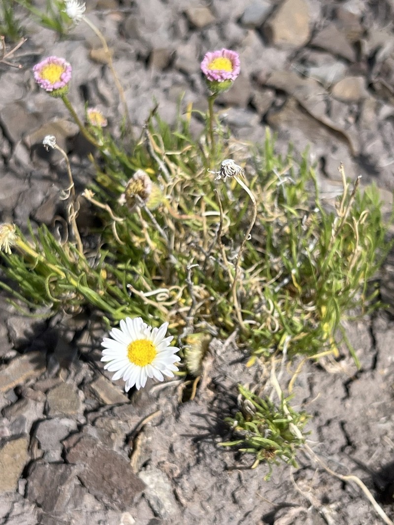 Sivinsk's Erigeron photo 4