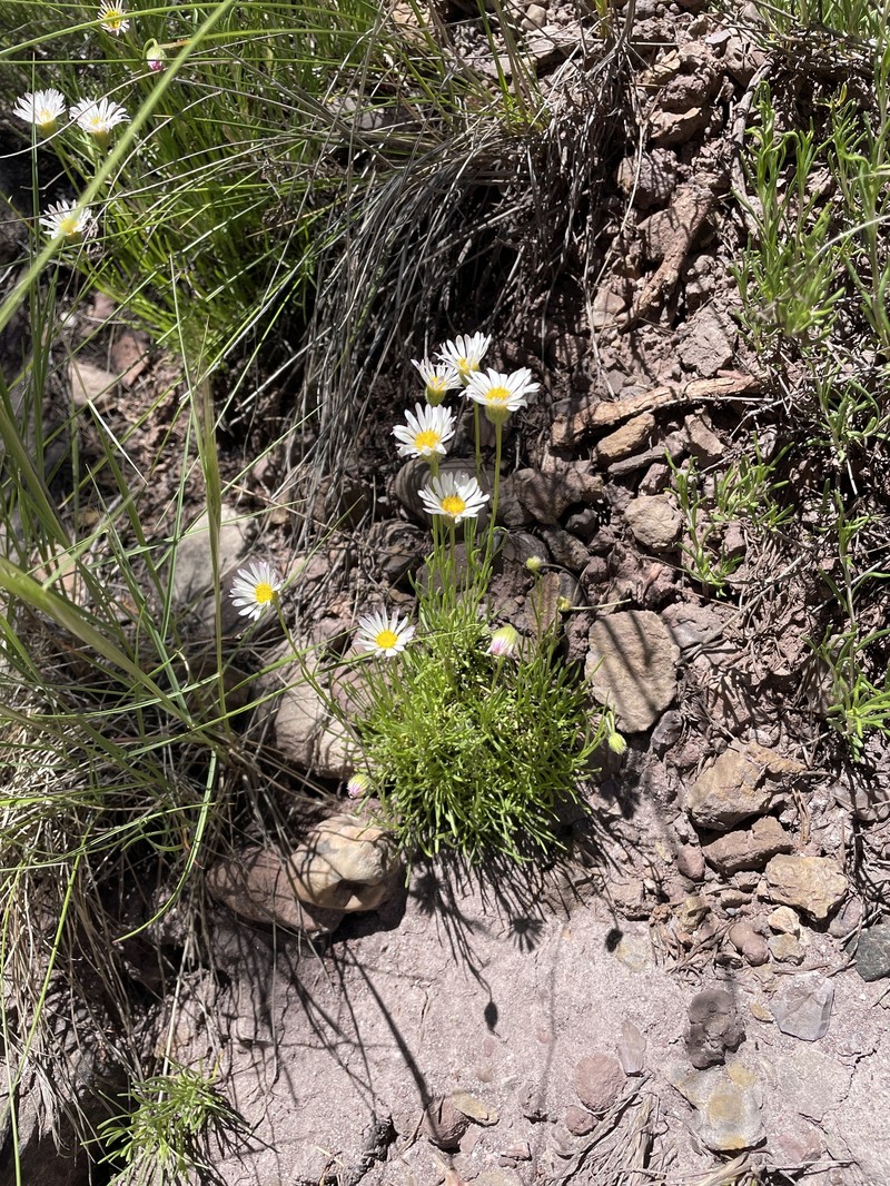 Sivinsk's Erigeron photo 6