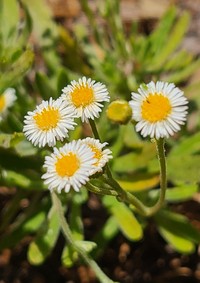 Erigeron socorrensis