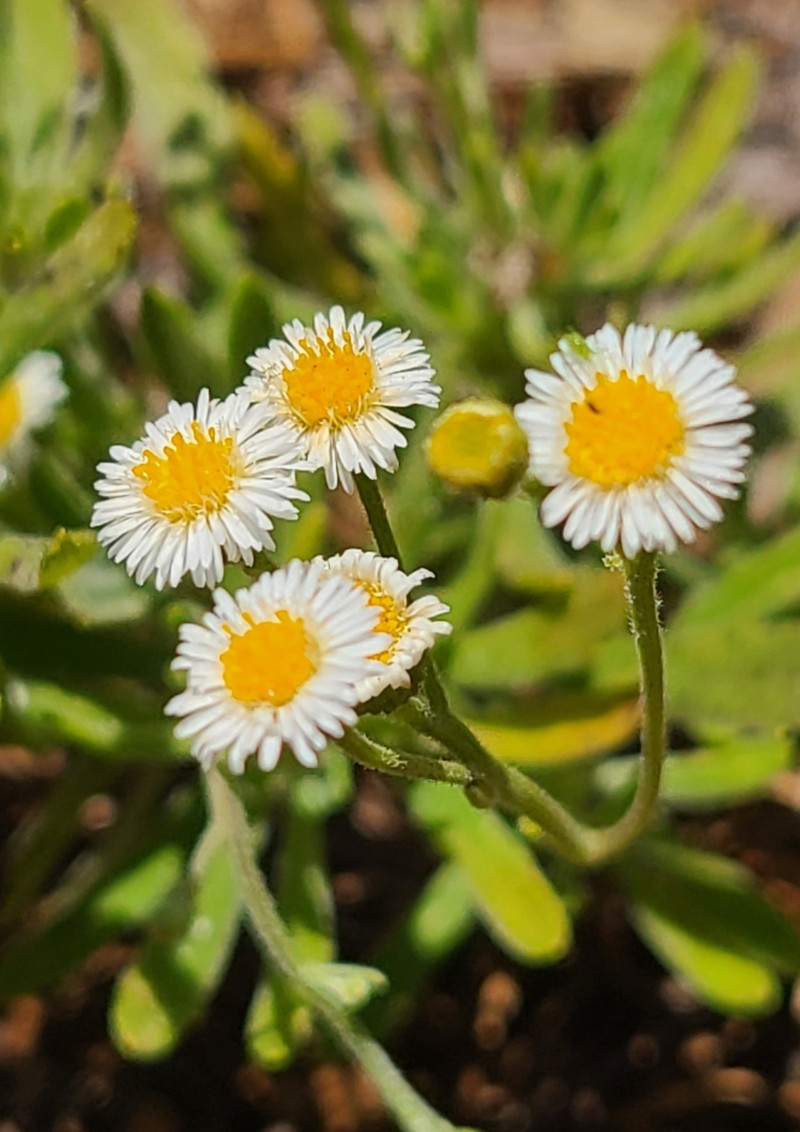 Erigeron socorrensis
