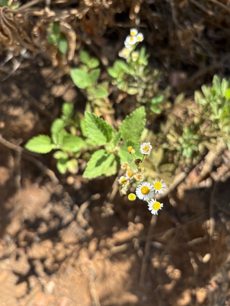 Erigeron socorrensis photo 2