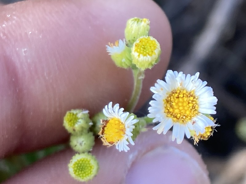 Erigeron socorrensis photo 3