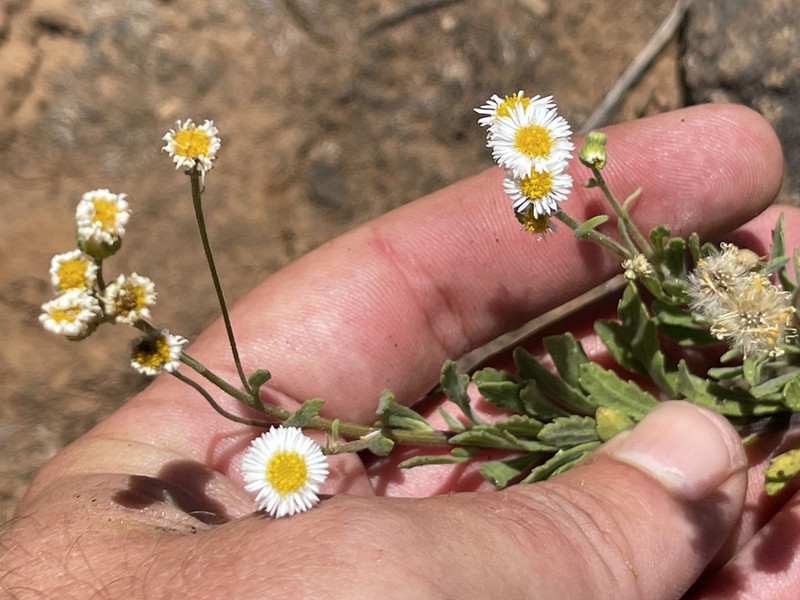 Erigeron socorrensis photo 4