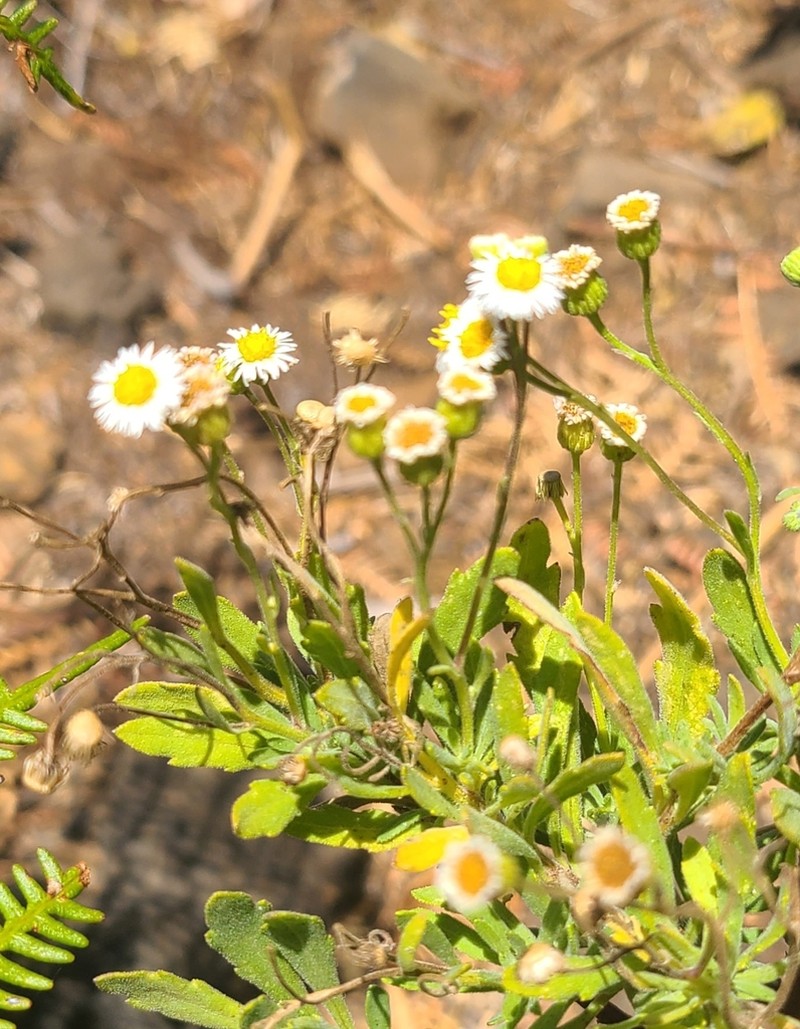 Erigeron socorrensis photo 5