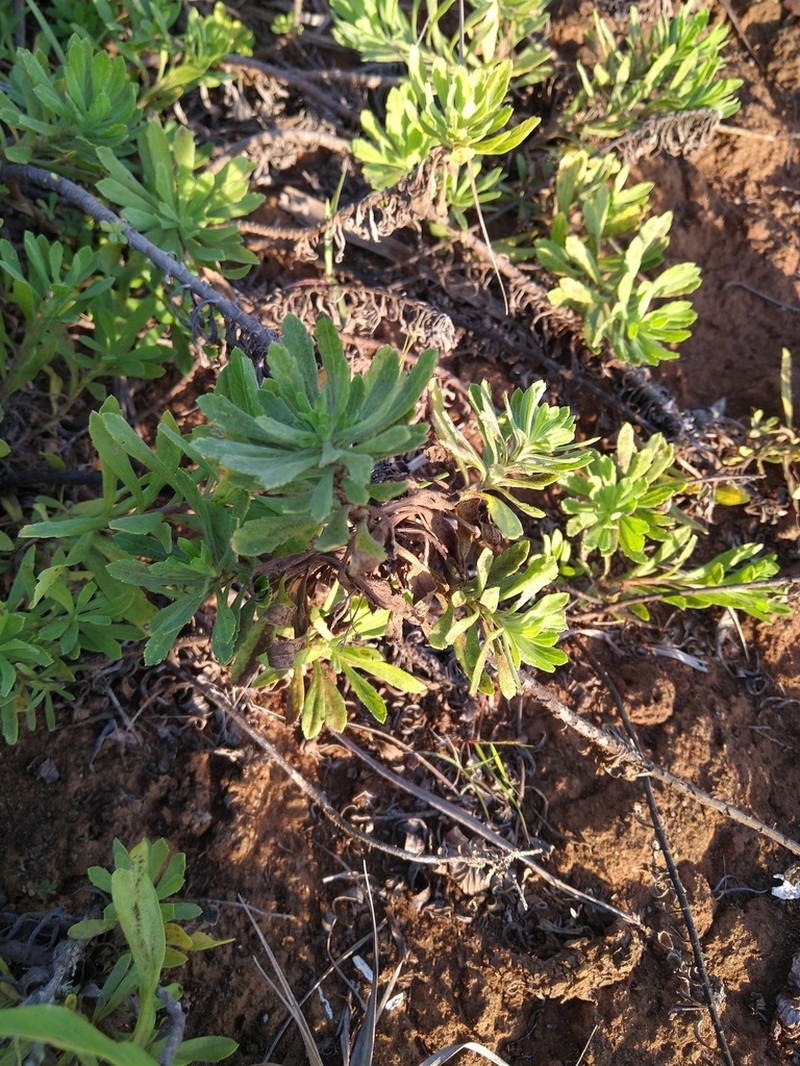 Erigeron socorrensis photo 7