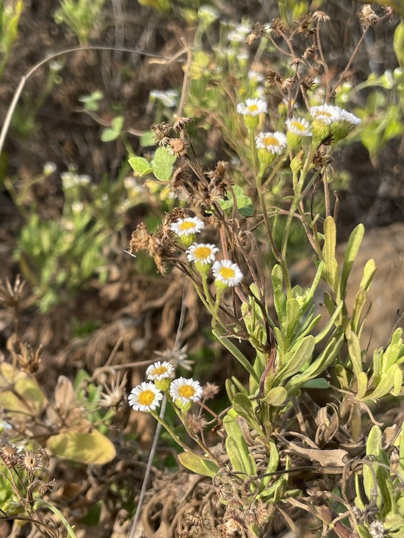 Erigeron socorrensis photo 8