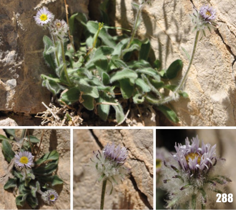 Erigeron sogdianus