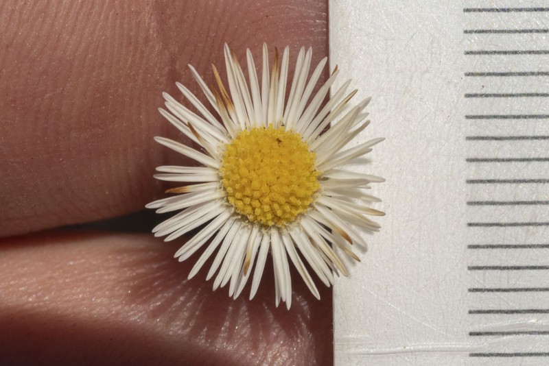 Erigeron sparsifolius