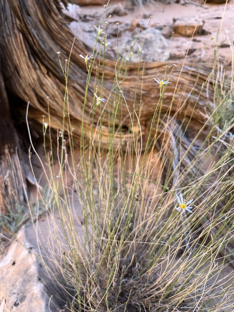 Erigeron sparsifolius photo 4