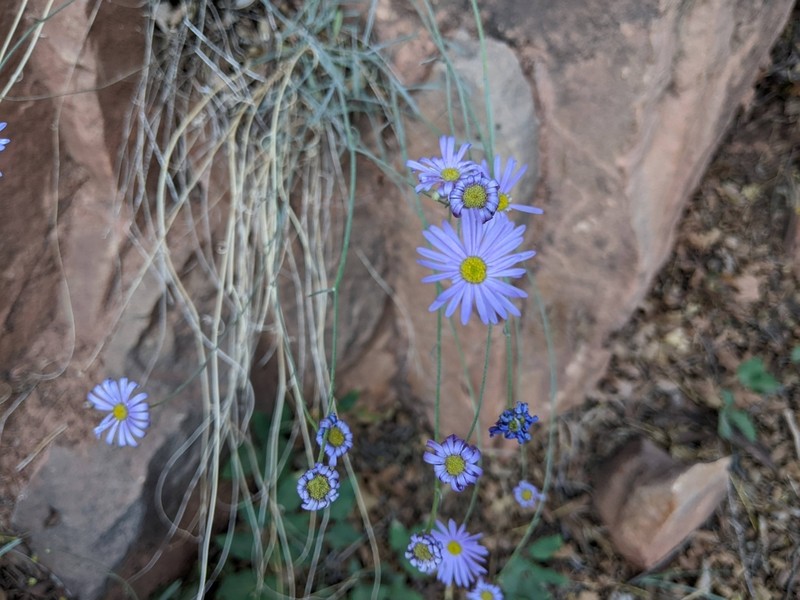 Erigeron sparsifolius photo 5