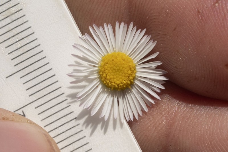 Erigeron sparsifolius photo 6