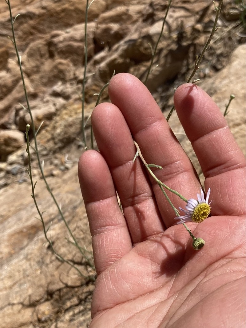 Erigeron sparsifolius photo 7