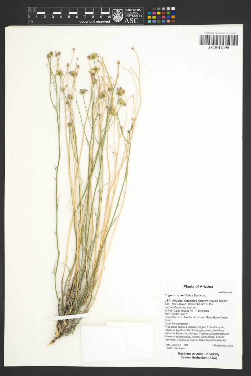 Erigeron sparsifolius photo 8