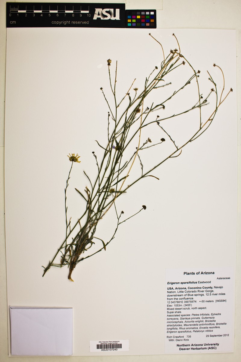 Erigeron sparsifolius photo 3